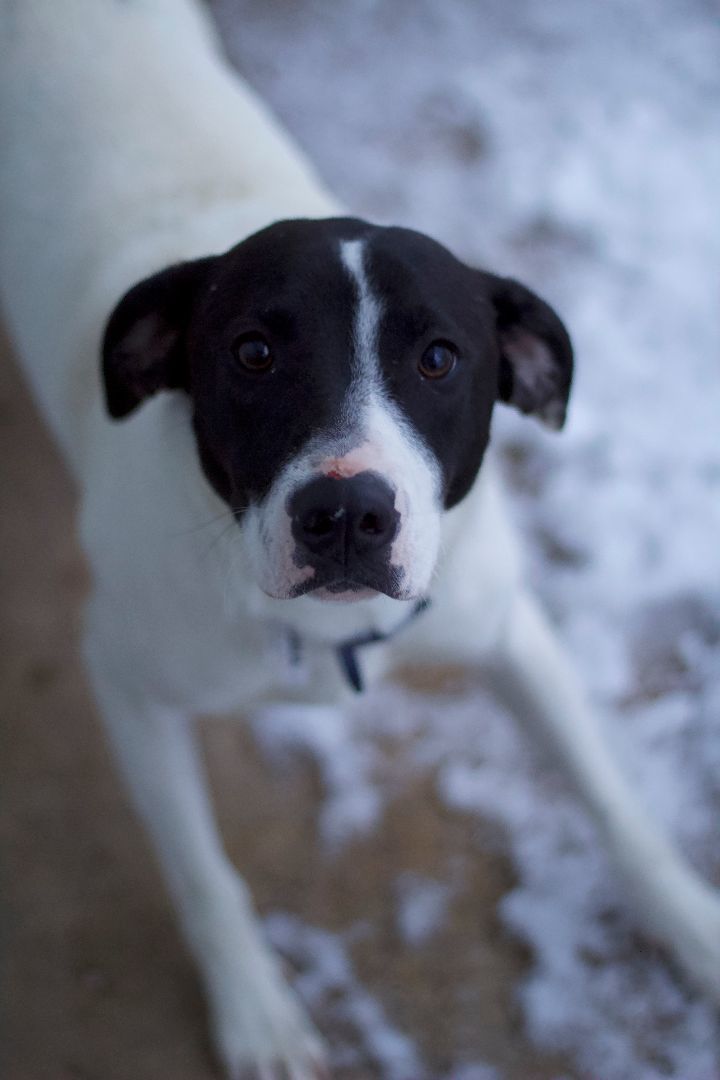 Robbie, a Adoptable mixed breed in Ottumwa, IA image 2/3