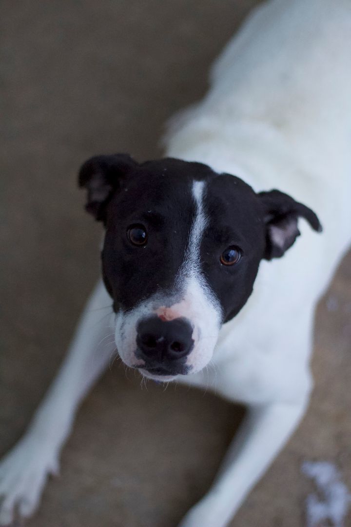 Robbie, a Adoptable mixed breed in Ottumwa, IA image 3/3