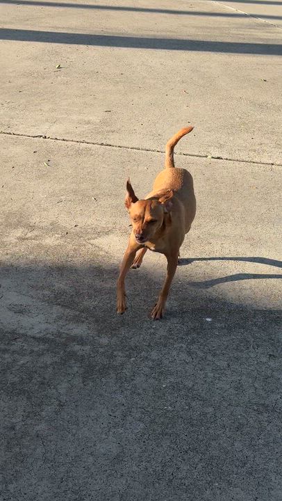 Enlarge Bear, a Adoptable mixed breed in New Haven, CT video 4/4