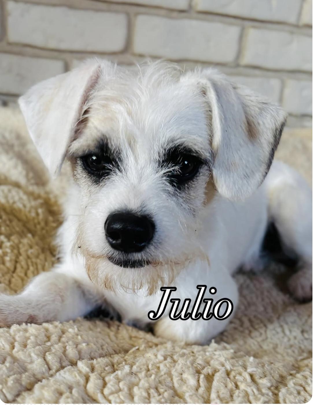 Julio, ADOPTABLE, Young Male Terrier.