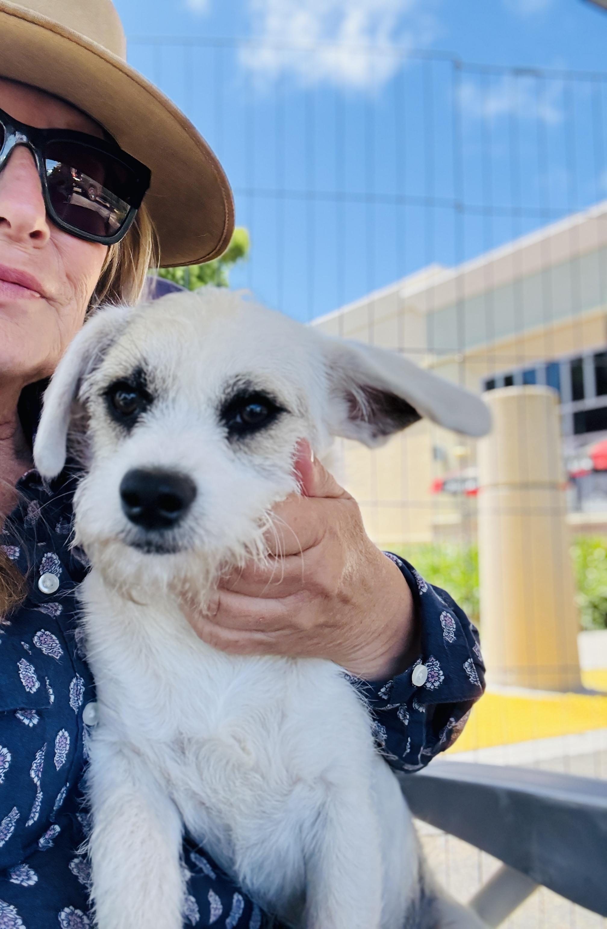 Enlarge Julio, a ADOPTABLE mixed breed in San Diego, CA image 2/2