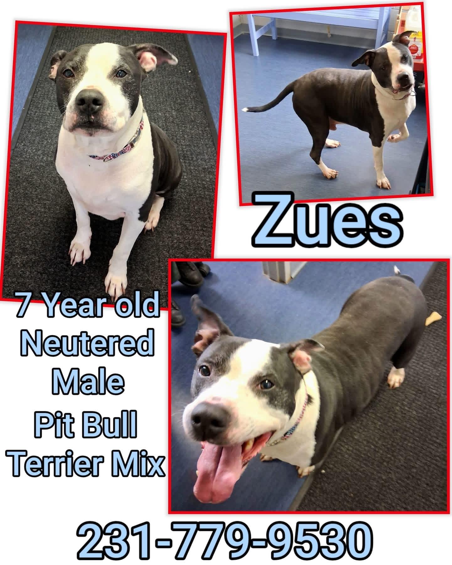 Enlarge ZUES, a ADOPTABLE mixed breed in Cadillac, MI image 1/1