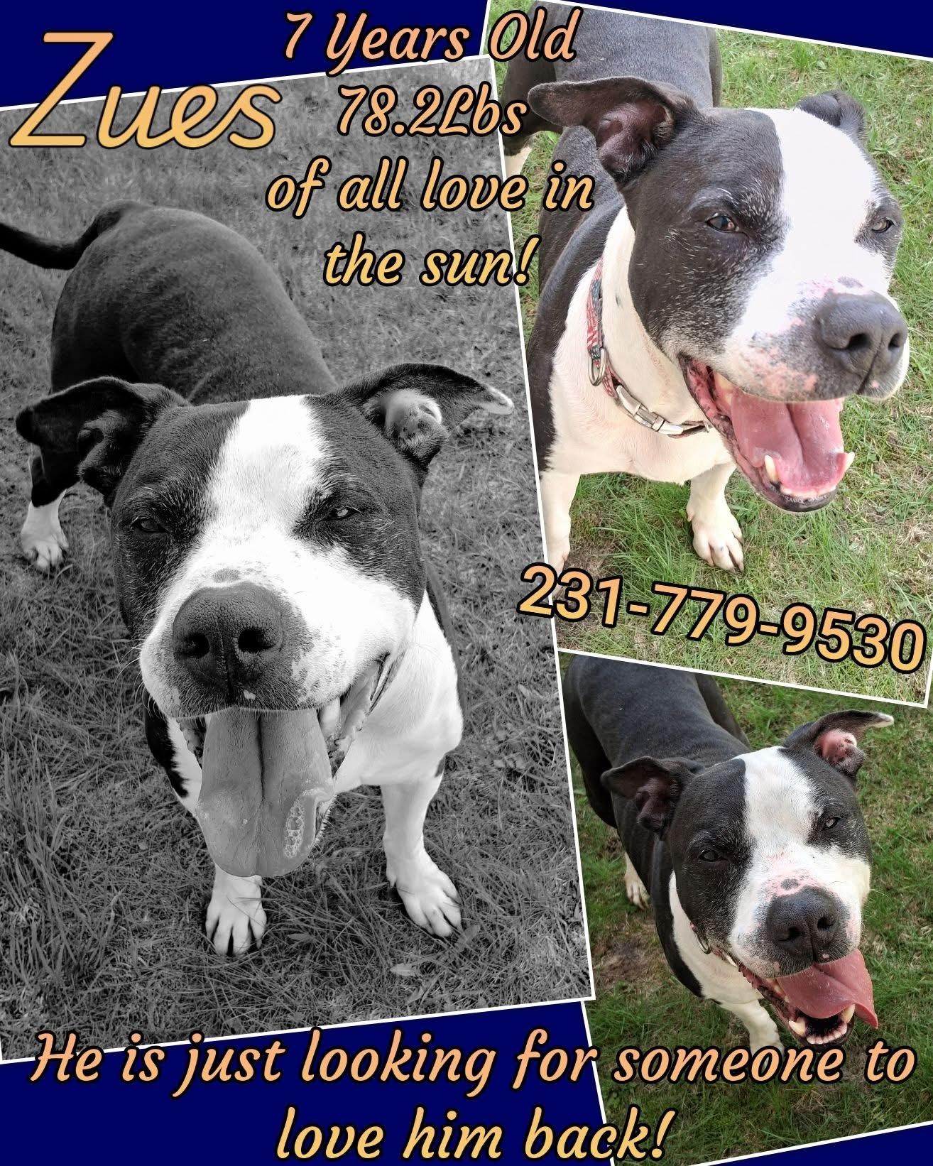 ZUES, ADOPTABLE, Adult Male Pit Bull Terrier.