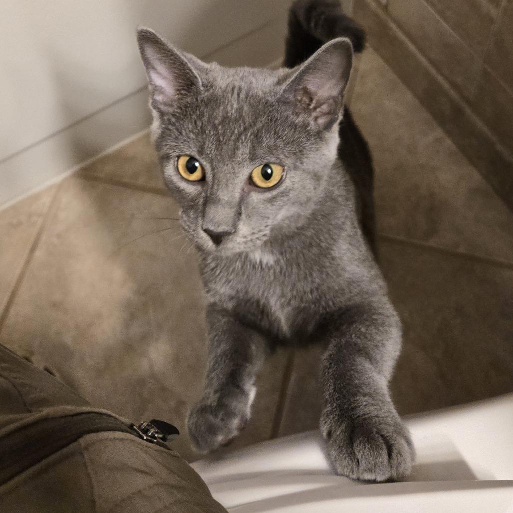 Jalen in Arnold MD, a Adoptable Domestic Short Hair in Alexandria, VA image 1/2