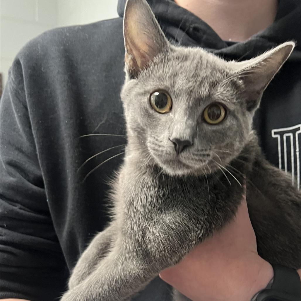 Jalen in Arnold MD, a Adoptable Domestic Short Hair in Alexandria, VA image 2/2