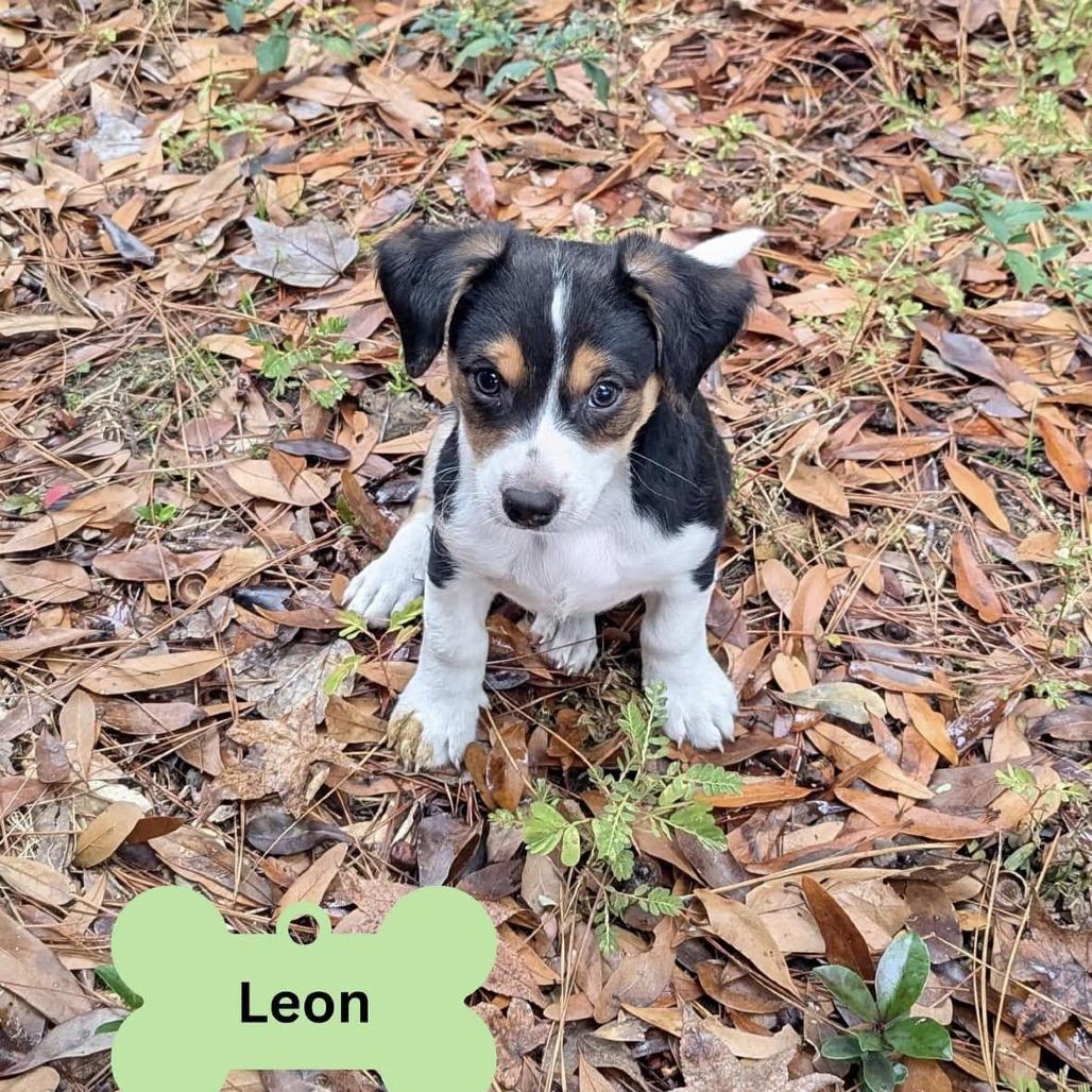 Leon, Adoptable, Puppy Male Mixed Breed.