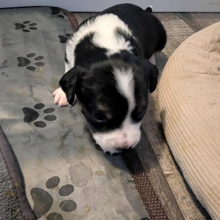 Enlarge Leon, a Adoptable Mixed Breed in Myrtle Beach, SC image 2/2