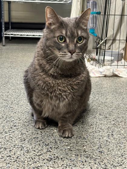 Henry, Senior Male Domestic Short Hair