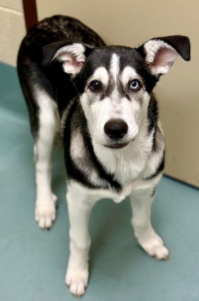 Waldo, Adoptable, Young Male Alaskan Malamute & Great Pyrenees.