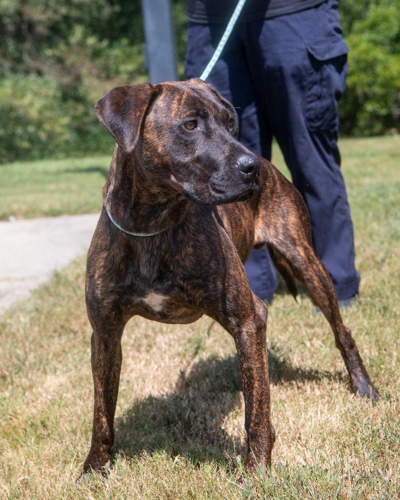 DA 29 Tiger, Adoptable, Adult Male Plott Hound & Terrier.