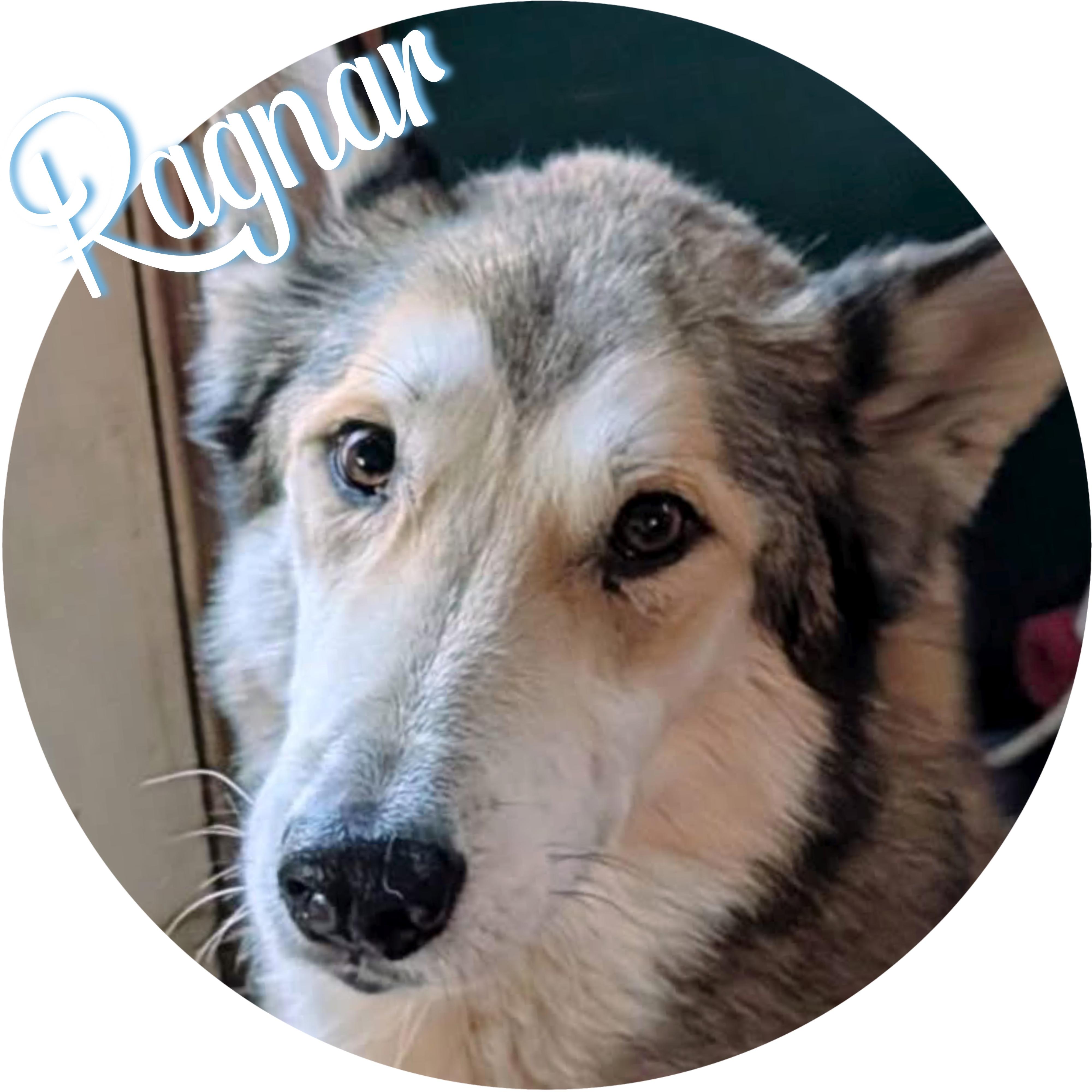 Enlarge Ragnar, a ADOPTABLE mixed breed in Wasilla, AK image 1/5