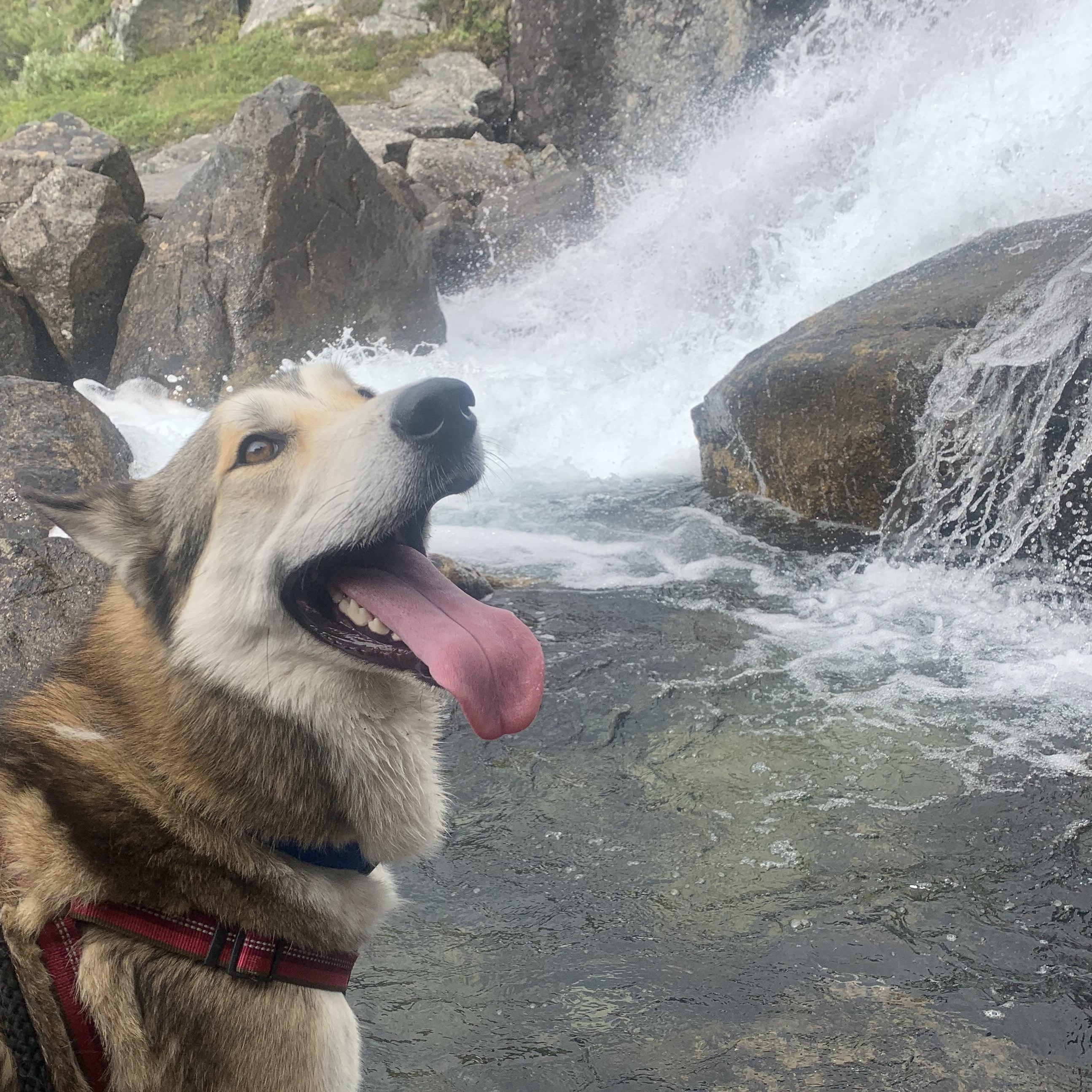 Enlarge Ragnar, a ADOPTABLE mixed breed in Wasilla, AK image 2/4