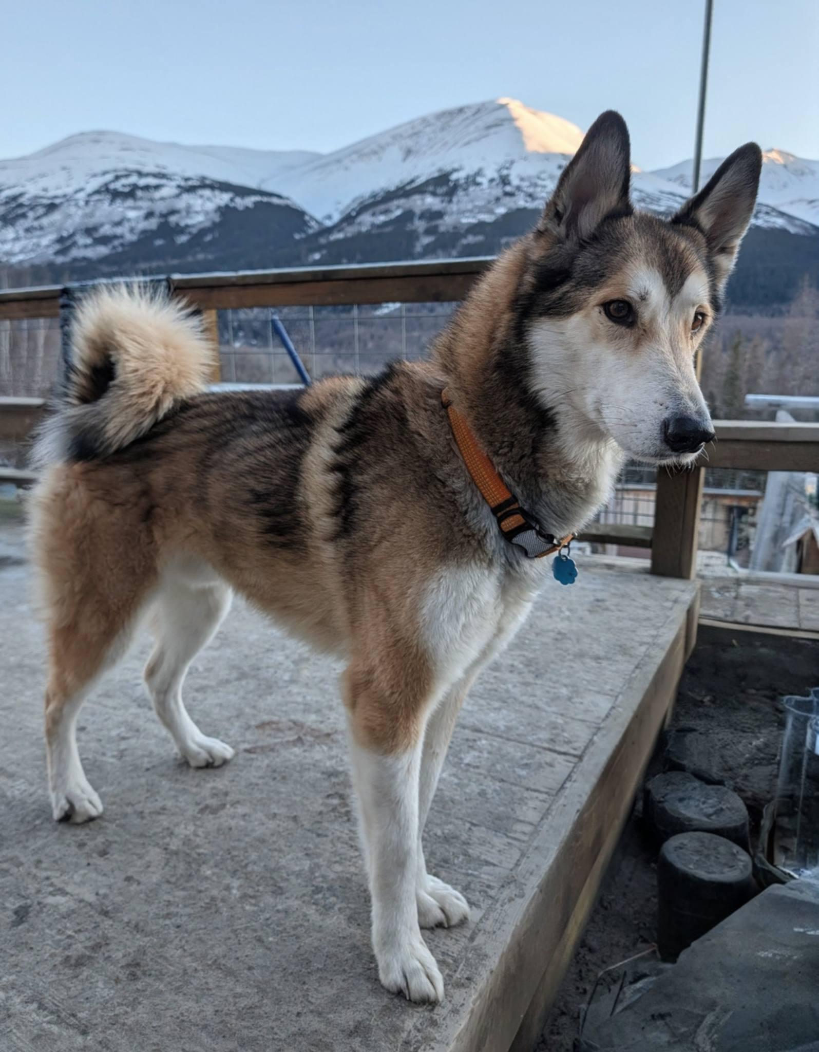 Enlarge Ragnar, a ADOPTABLE mixed breed in Wasilla, AK image 4/4