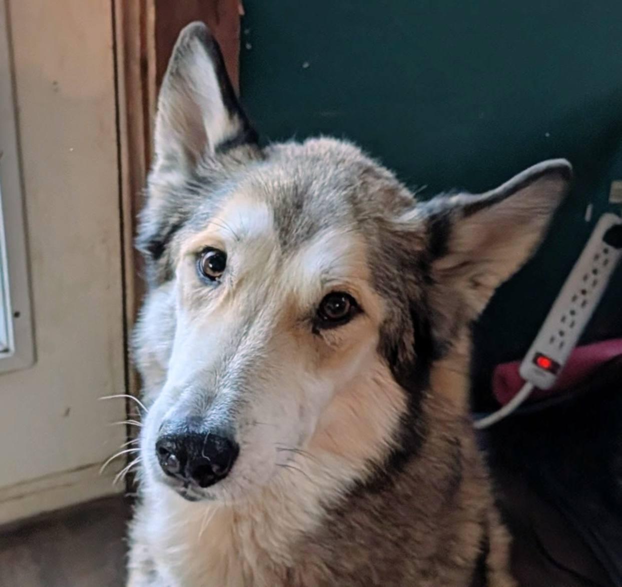 Enlarge Ragnar, a ADOPTABLE mixed breed in Wasilla, AK image 3/4