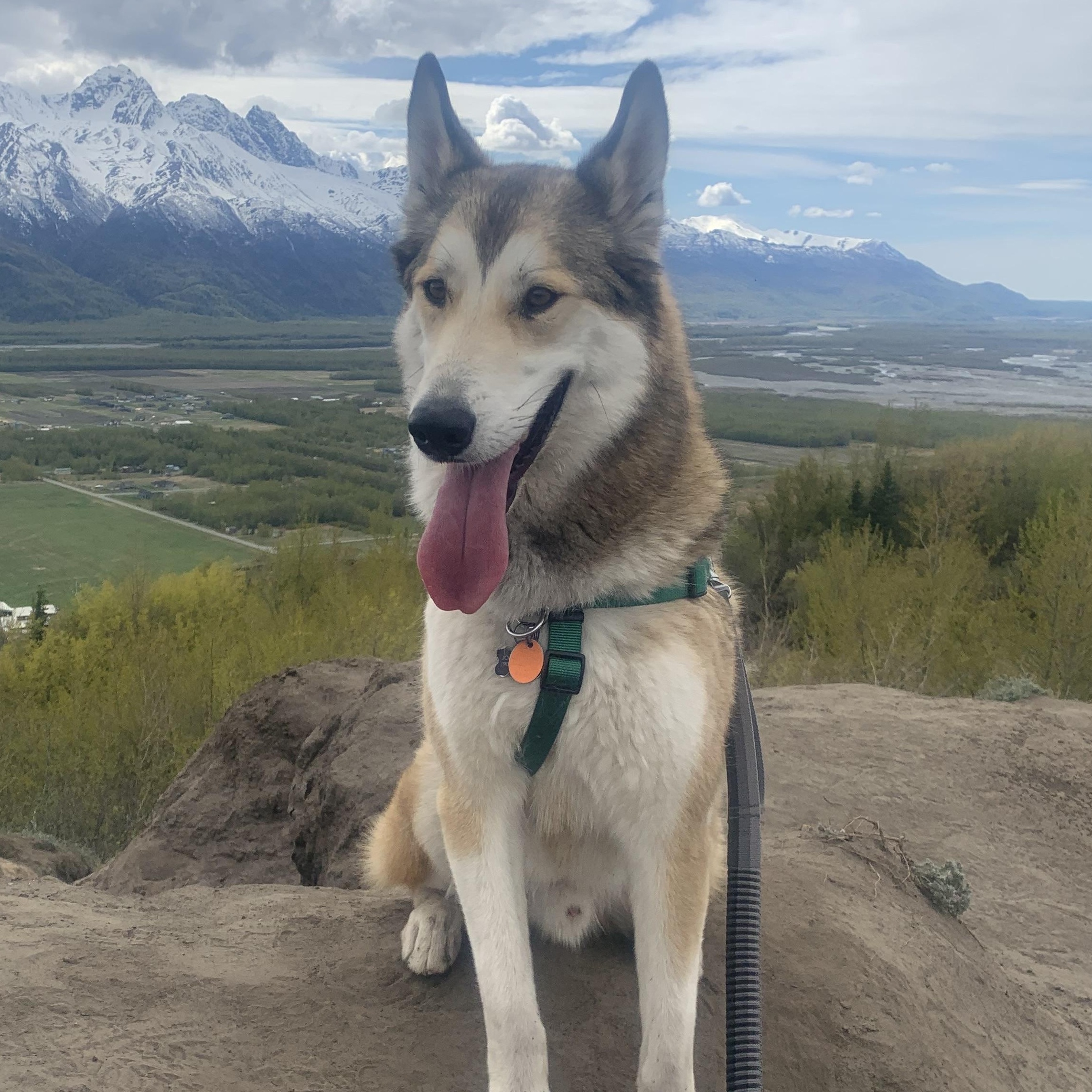 Enlarge Ragnar, a ADOPTABLE mixed breed in Wasilla, AK image 1/4