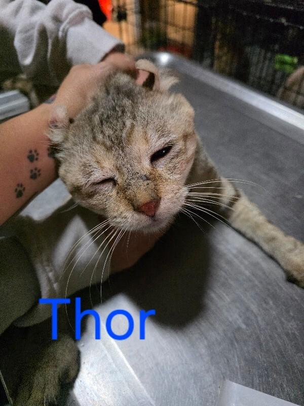 Thor