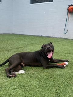 Shaw, Adopted, Young Male Pit Bull Terrier.