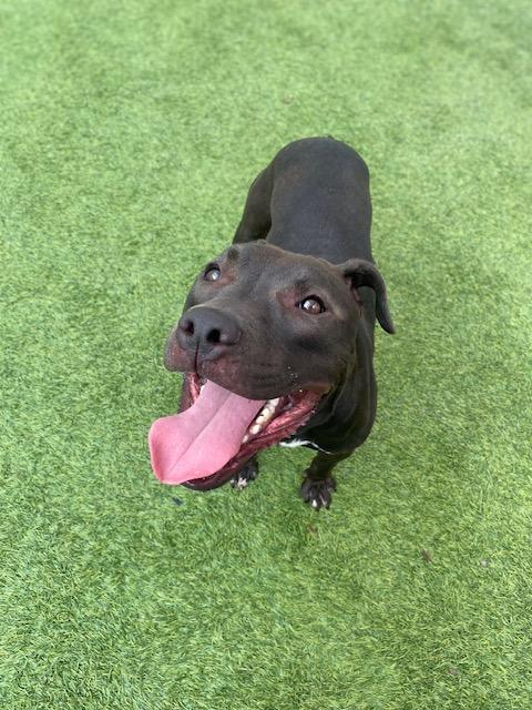 Shaw, a Adopted Pit Bull Terrier in palm bay, FL image 2/4