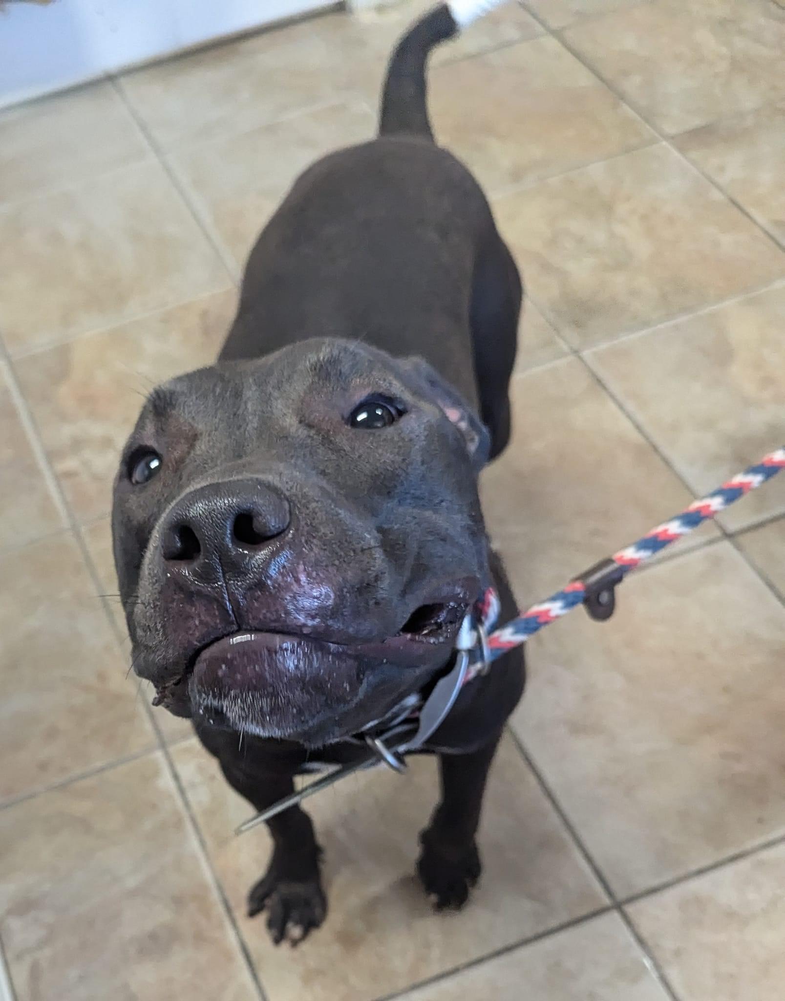 Shaw, a Adopted Pit Bull Terrier in palm bay, FL image 3/4