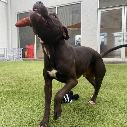 Shaw, a Adopted Pit Bull Terrier in palm bay, FL image 4/4