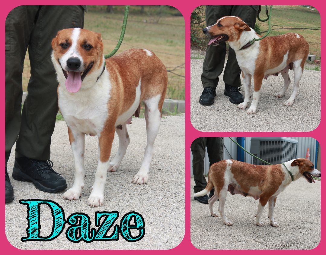 Daze
