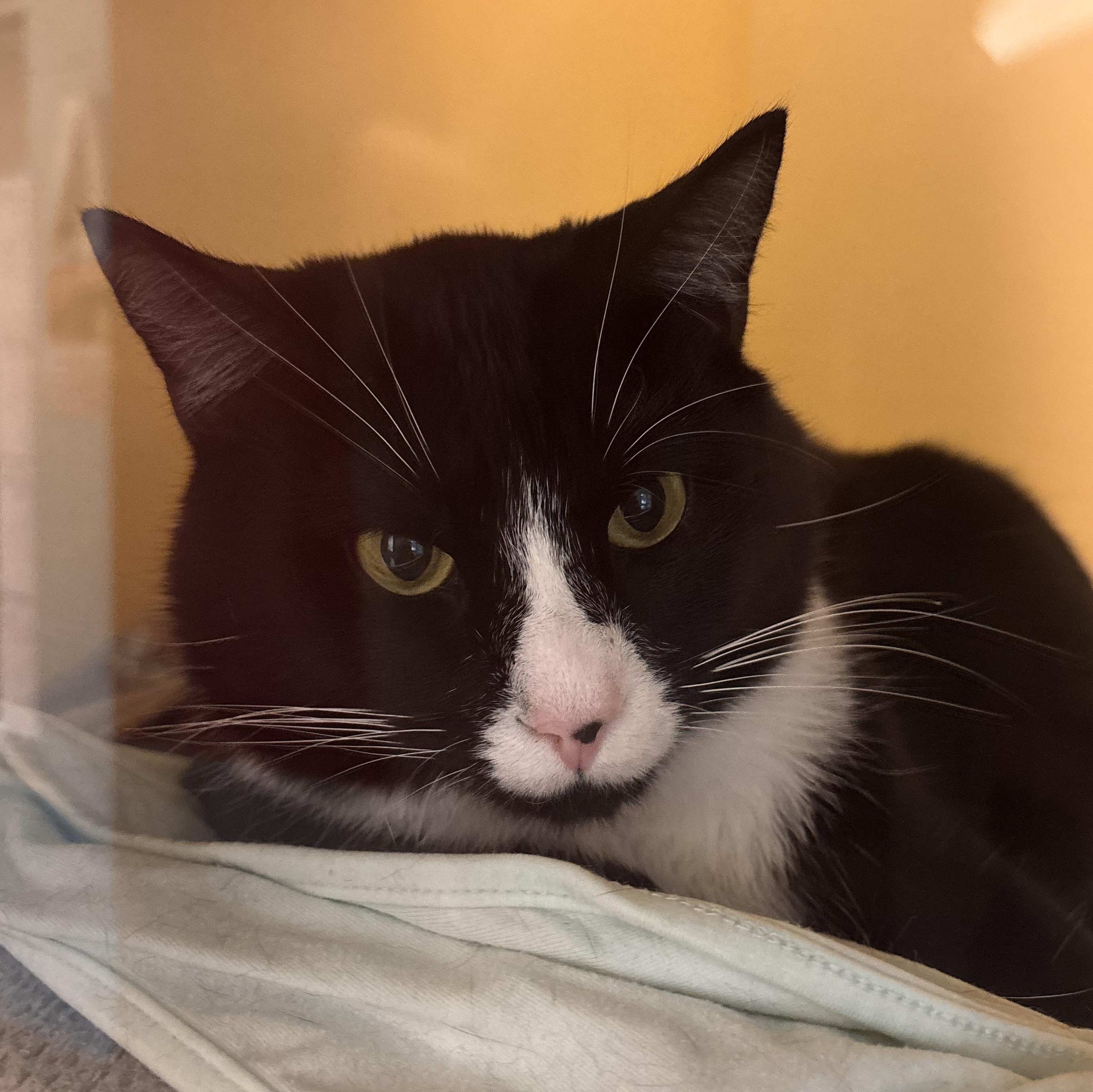 Enlarge Onyx, a Adoptable Domestic Short Hair in Charleston, SC image 2/3