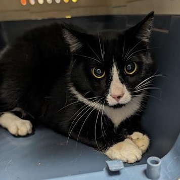 Onyx, Adoptable, Adult Male Domestic Short Hair.