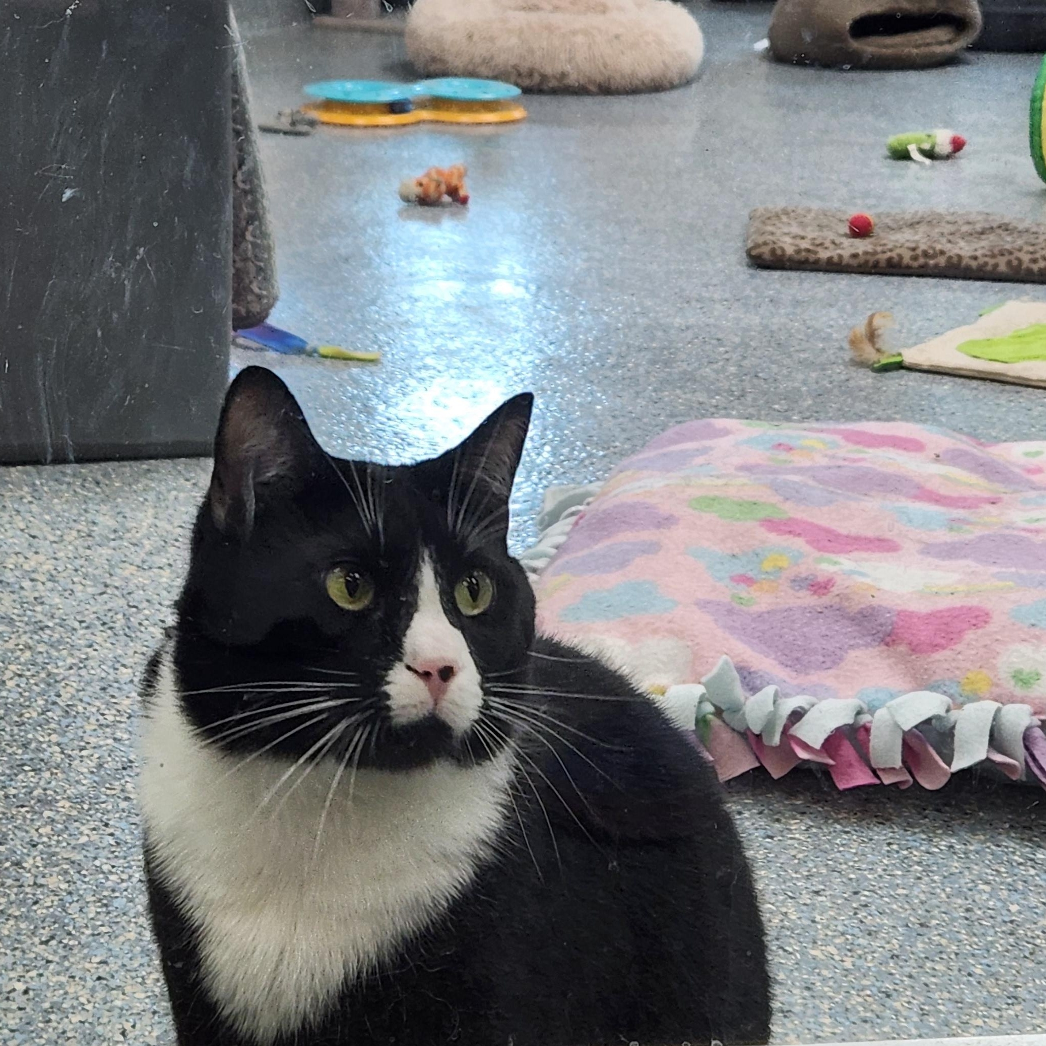 Enlarge Onyx, a Adoptable Domestic Short Hair in Charleston, SC image 1/4