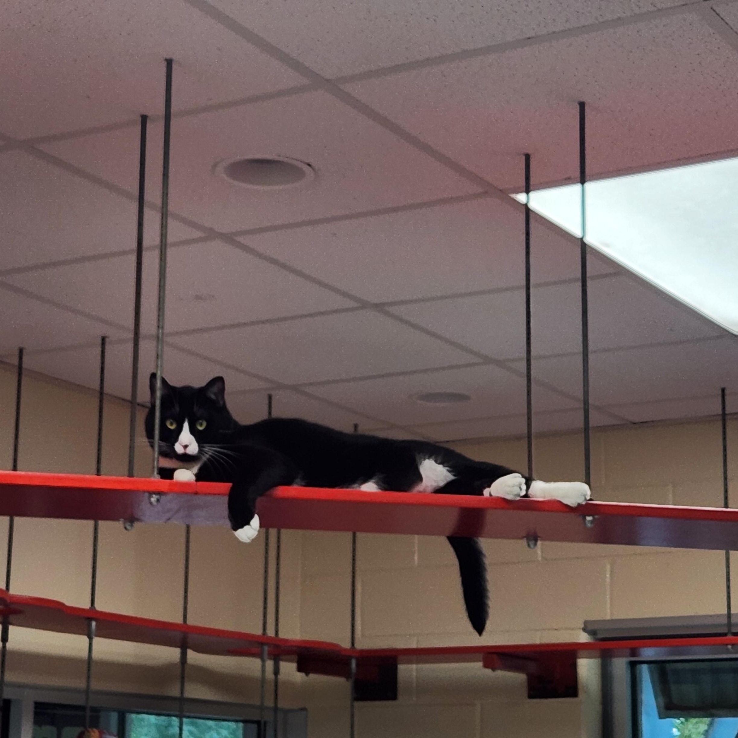 Onyx, Adoptable, Young Male Domestic Short Hair.