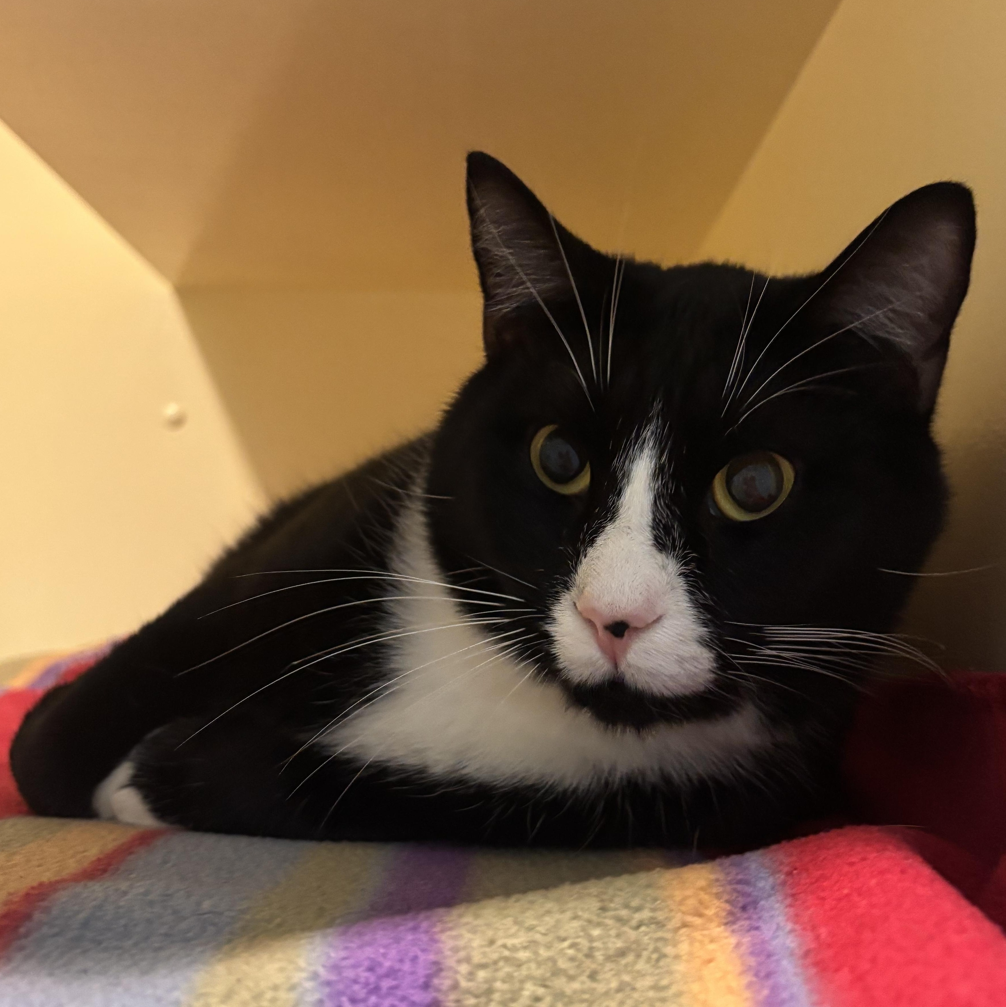 Onyx, Adoptable, Adult Male Domestic Short Hair.