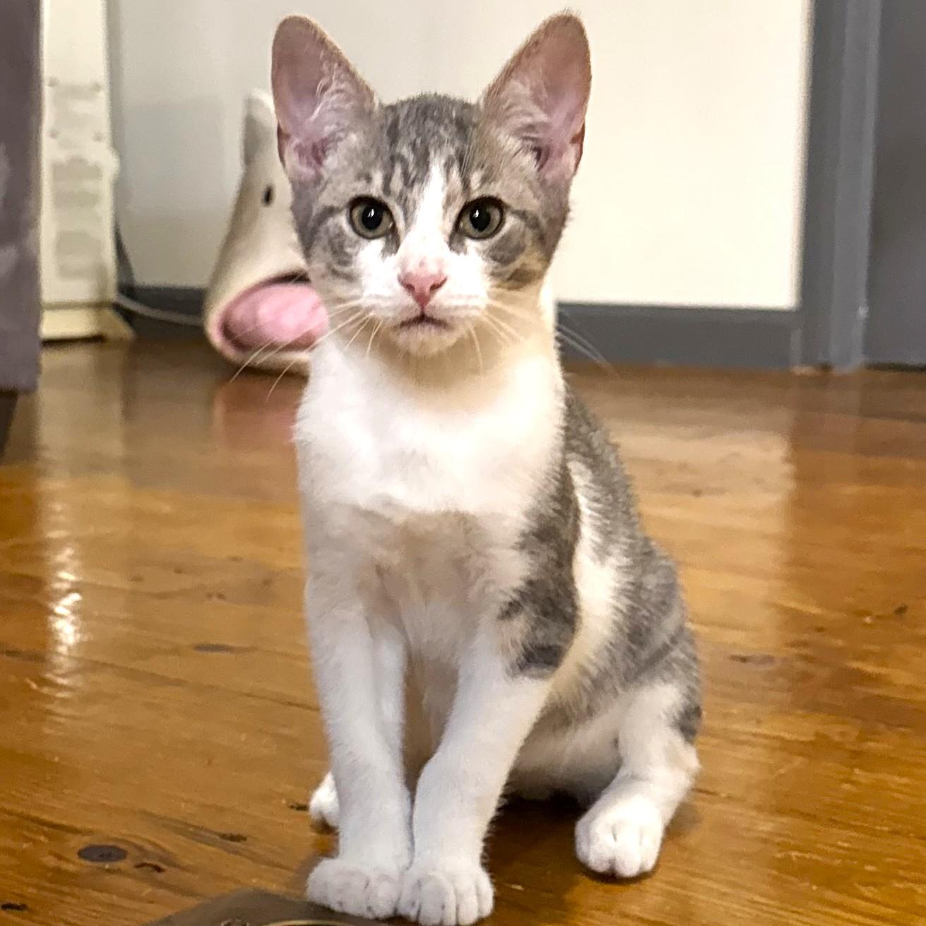 Taco, ADOPTABLE, Kitten Male Tabby & Domestic Short Hair.