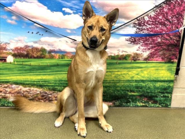 URGENT! SAVE ME PLEASE! JUICE -ID#A540186, Adoptable, Young Female Shepherd.