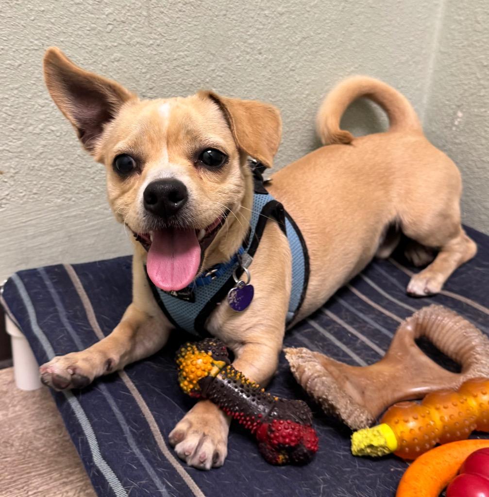 Peanut Pup, a Adoptable mixed breed in Lake Forest, CA image 2/2