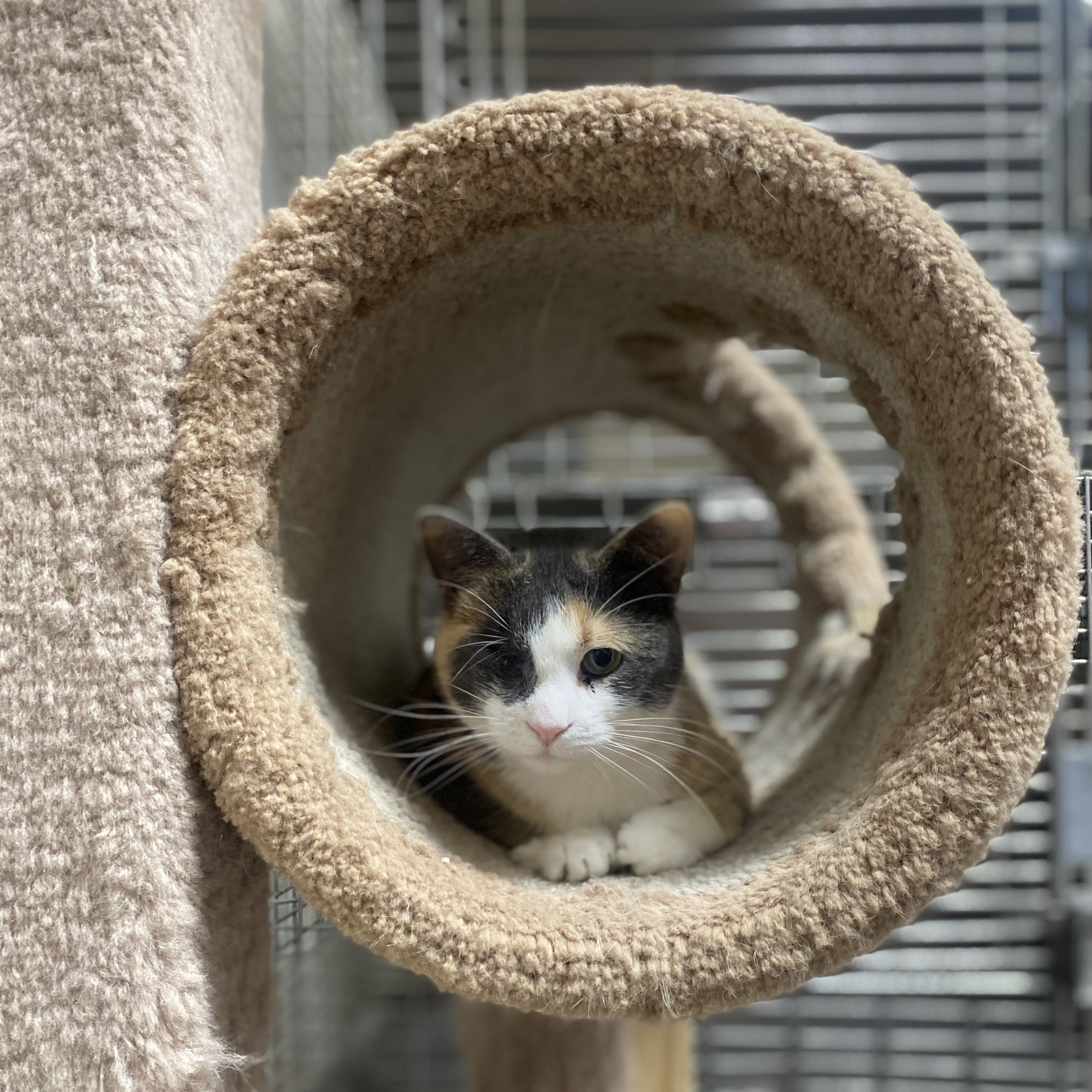 Enlarge Veyda, a Adopted Domestic Short Hair in Glenwood, MN image 3/4