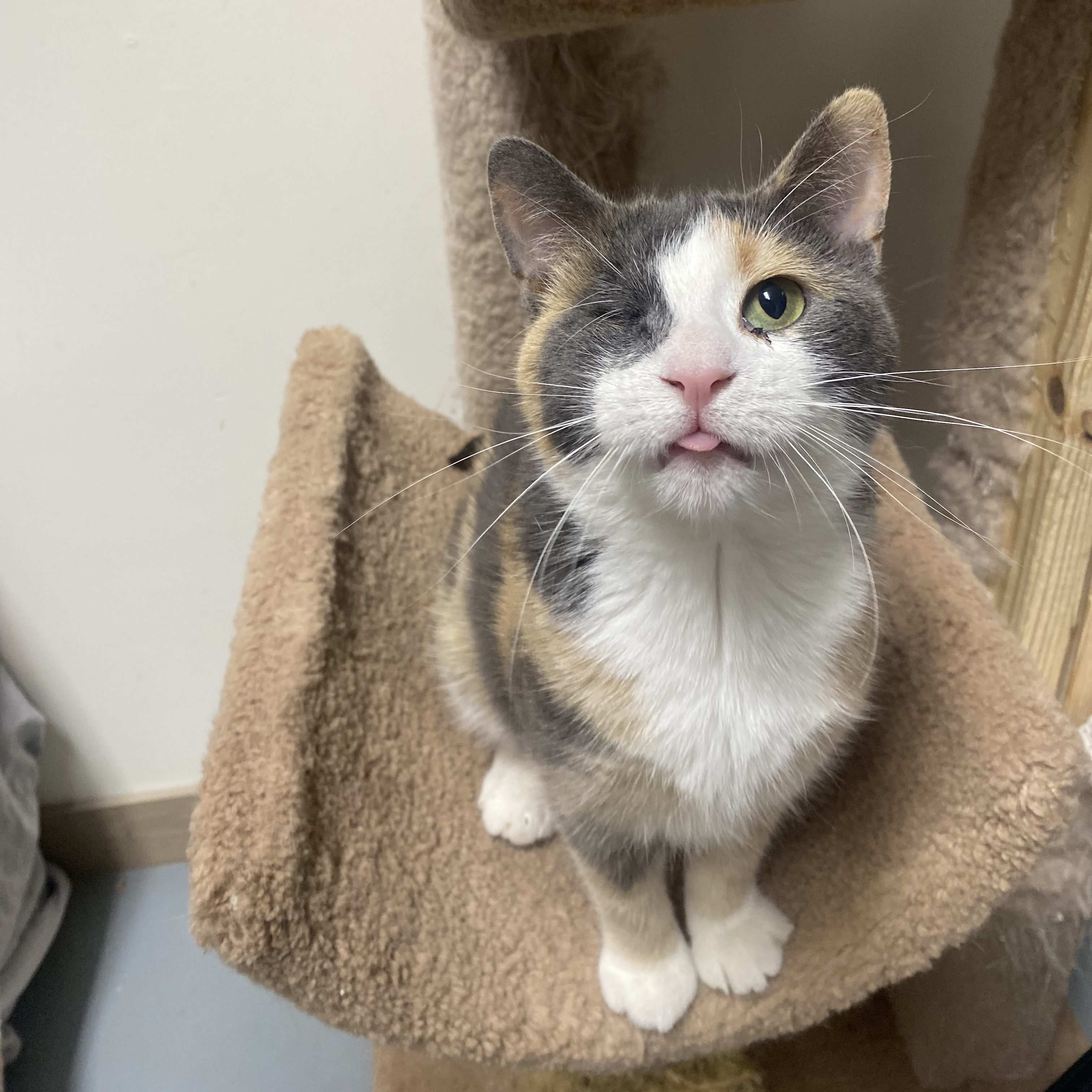 Veyda, Adopted, Young Female Domestic Short Hair.