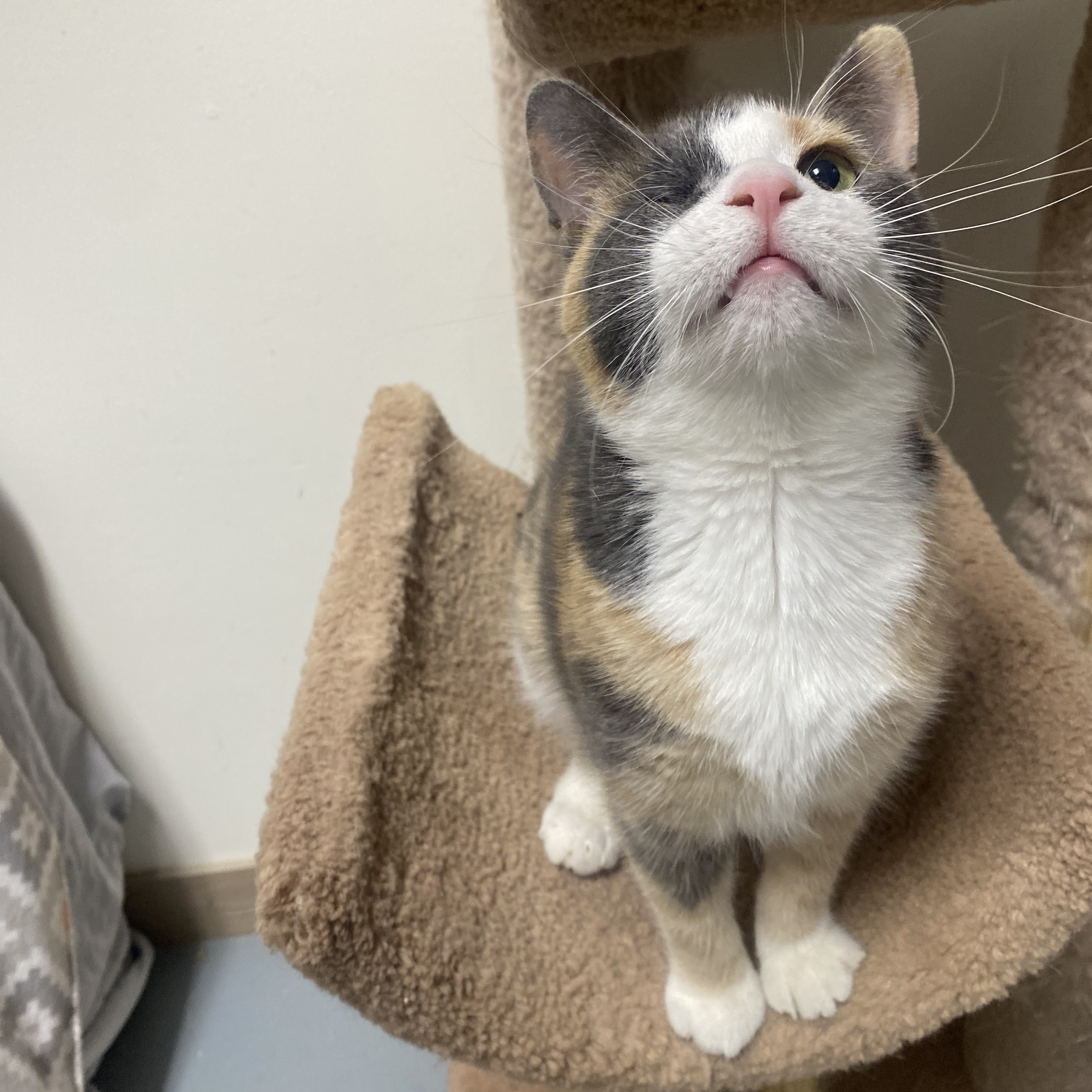 Enlarge Veyda, a Adopted Domestic Short Hair in Glenwood, MN image 4/4