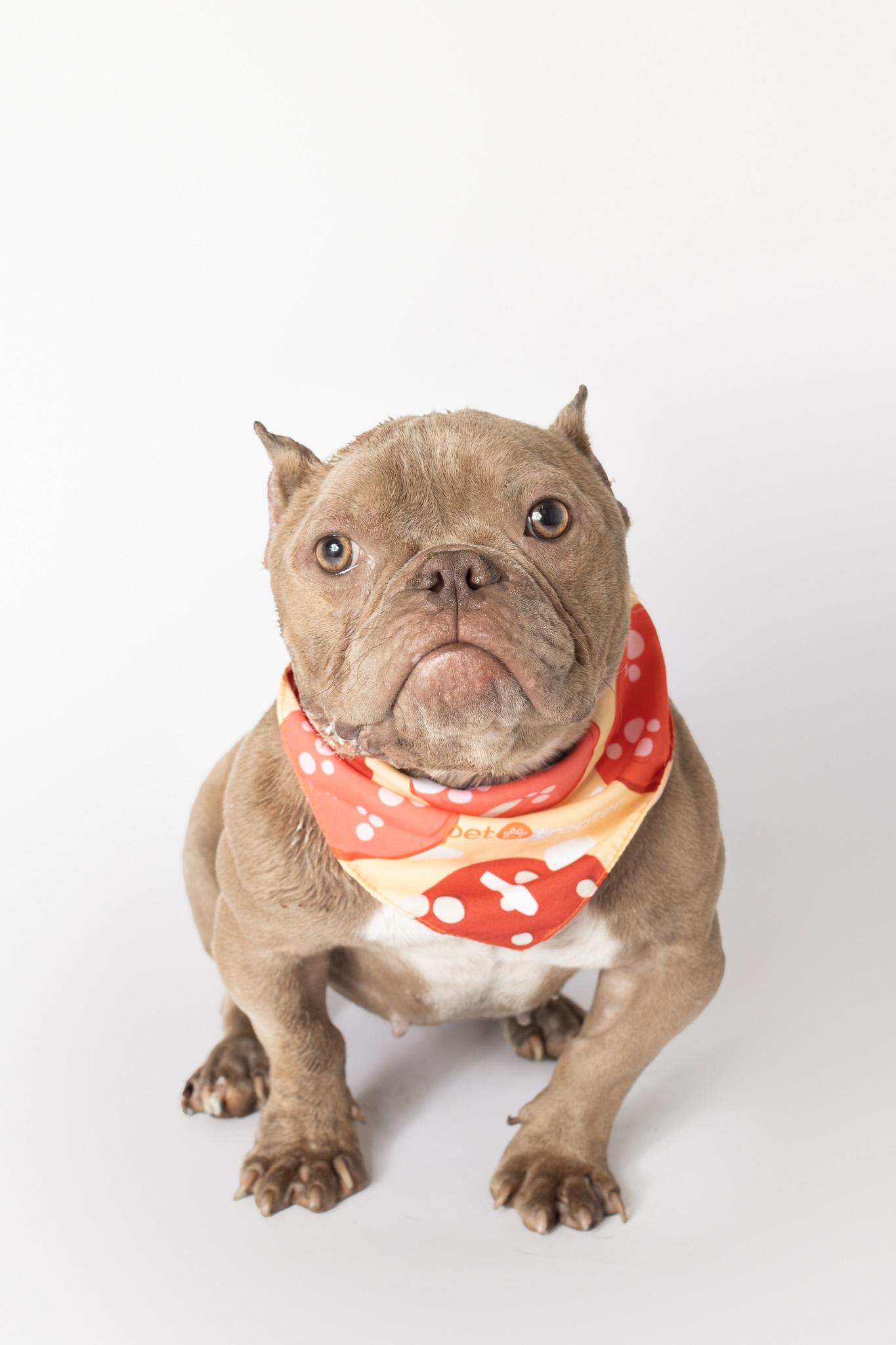 Enlarge Evie, a ADOPTABLE mixed breed in Plaquemine, LA image 1/2