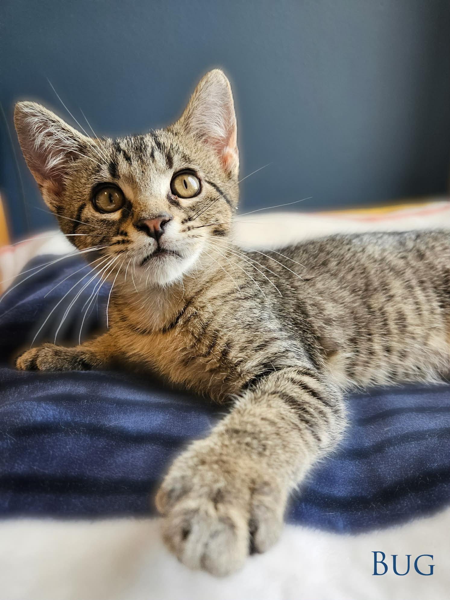 Bug, ADOPTABLE, Kitten Male Domestic Short Hair.