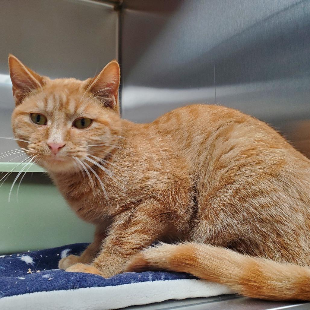 KerPlunk, Adoptable, Young Male Domestic Short Hair.