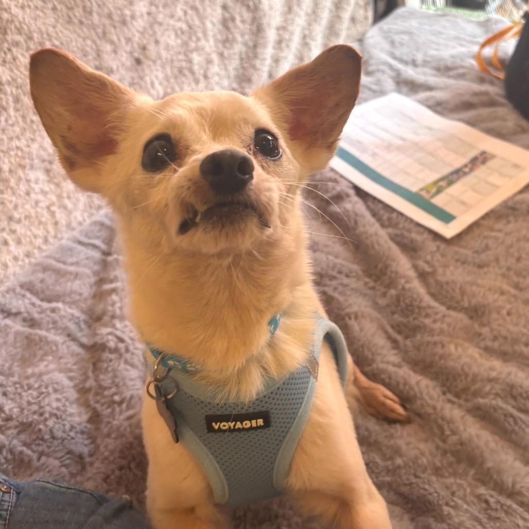 Enlarge New Wave 14004, a Adoptable Chihuahua in San Francisco, CA image 1/6
