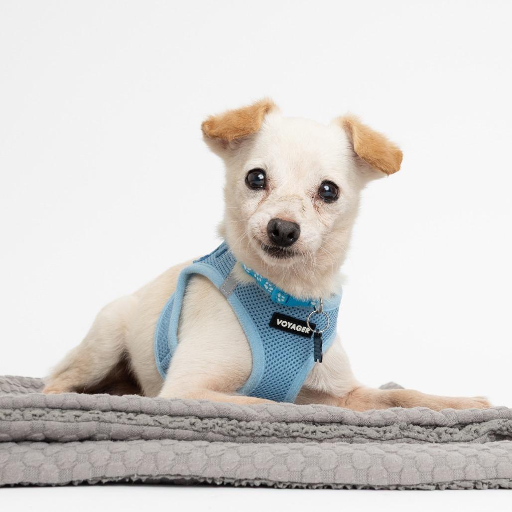 Enlarge New Wave 14004, a Adoptable Chihuahua in San Francisco, CA image 2/6