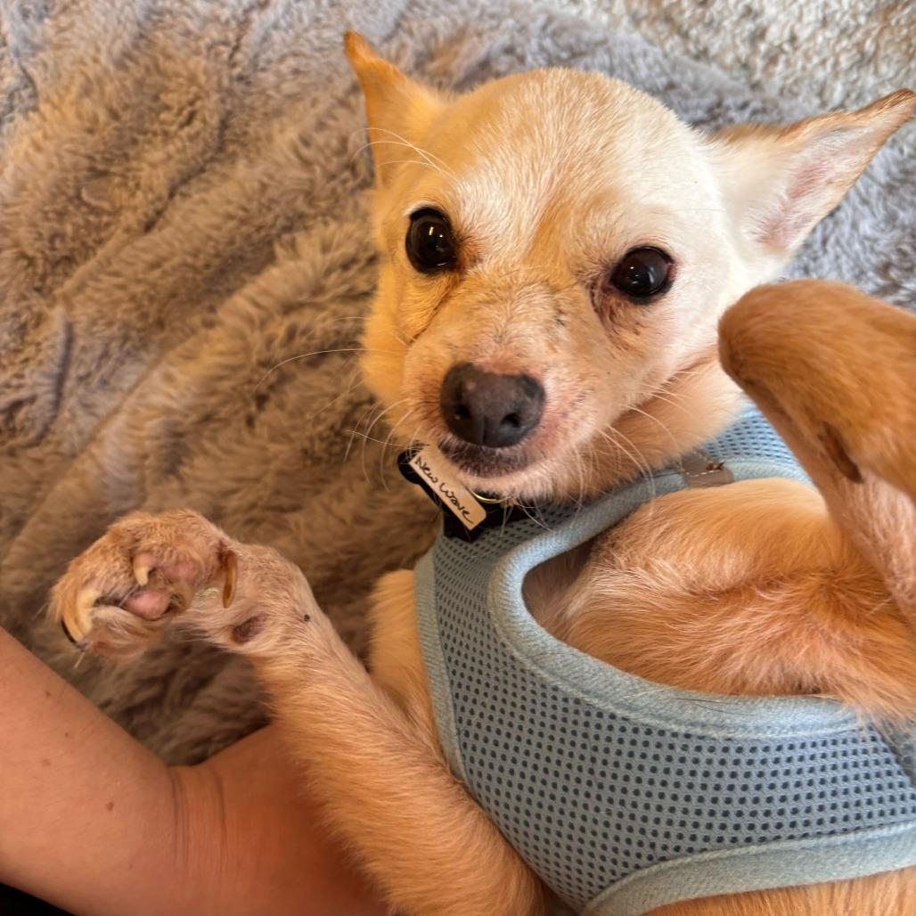 Enlarge New Wave 14004, a Adoptable Chihuahua in San Francisco, CA image 3/6