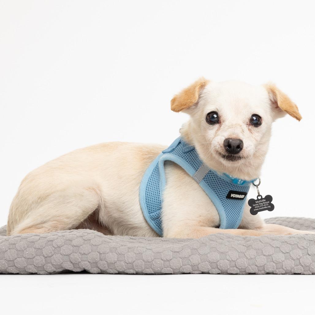 Enlarge New Wave 14004, a Adoptable Chihuahua in San Francisco, CA image 5/6