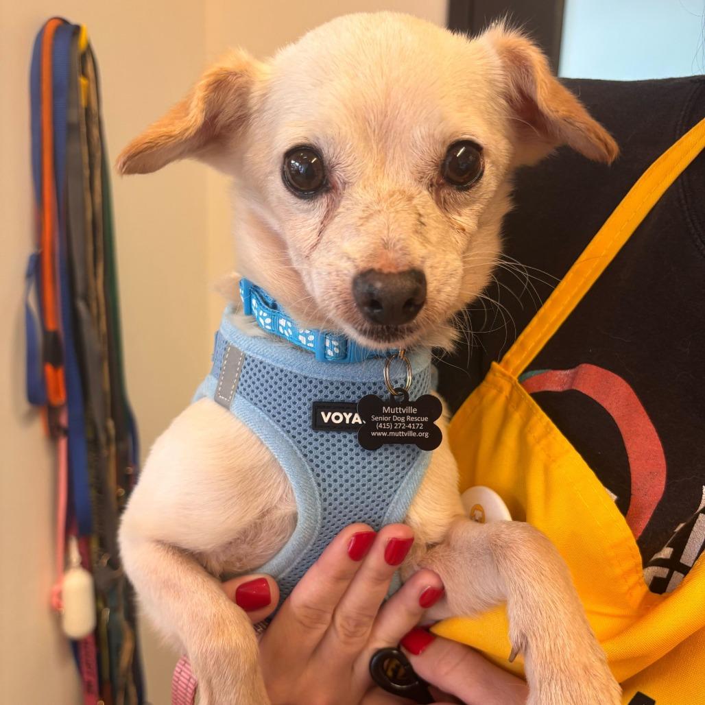Enlarge New Wave 14004, a Adoptable Chihuahua in San Francisco, CA image 6/6