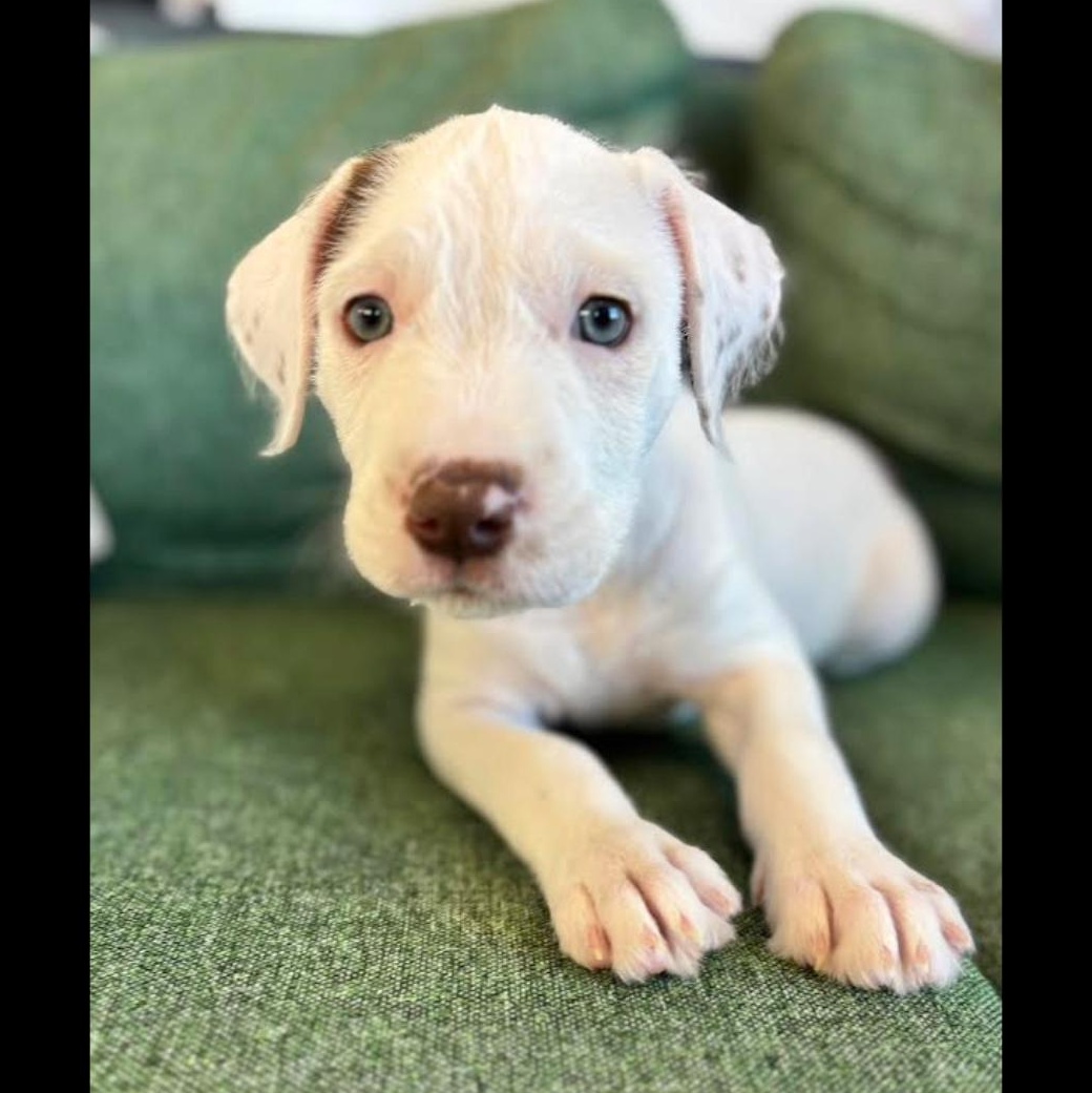 Marie, a Adoptable mixed breed in Midlothian, VA image 5/6