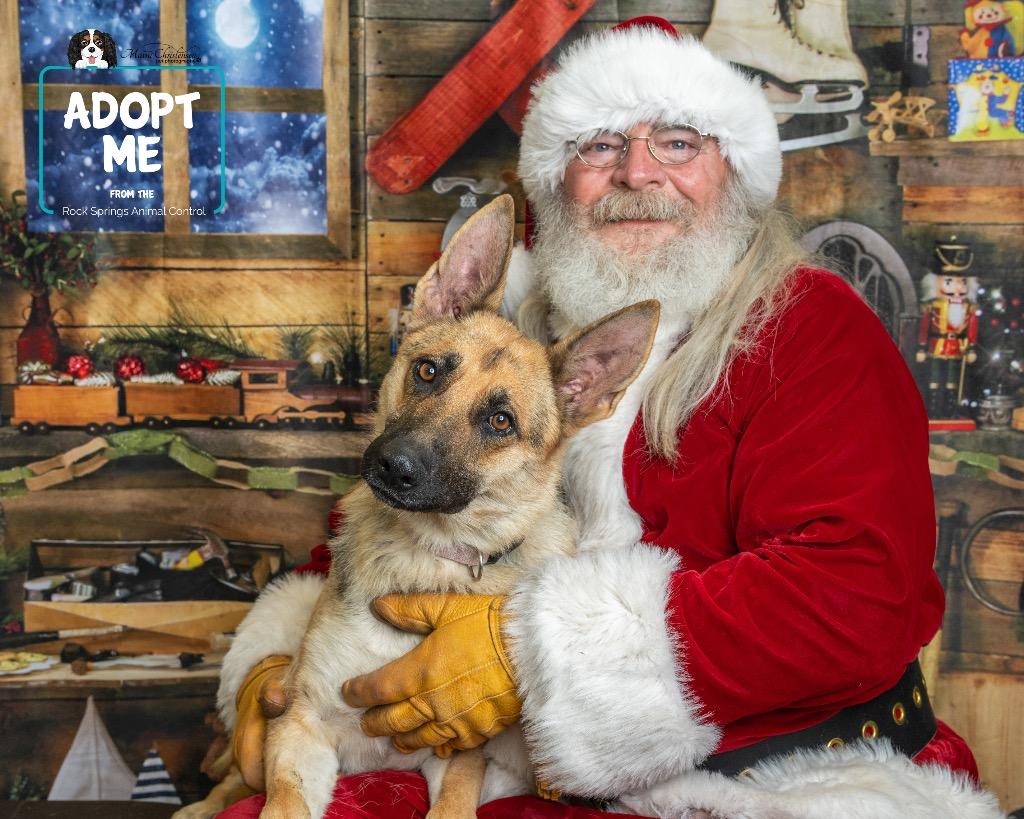Enlarge Princess Leia, a Adoptable German Shepherd Dog in Rock Springs, WY image 1/2