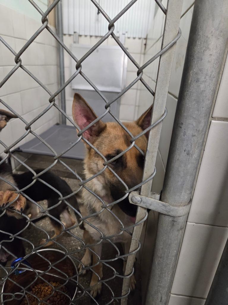 Enlarge Princess Leia, a Adoptable German Shepherd Dog in Rock Springs, WY image 2/2