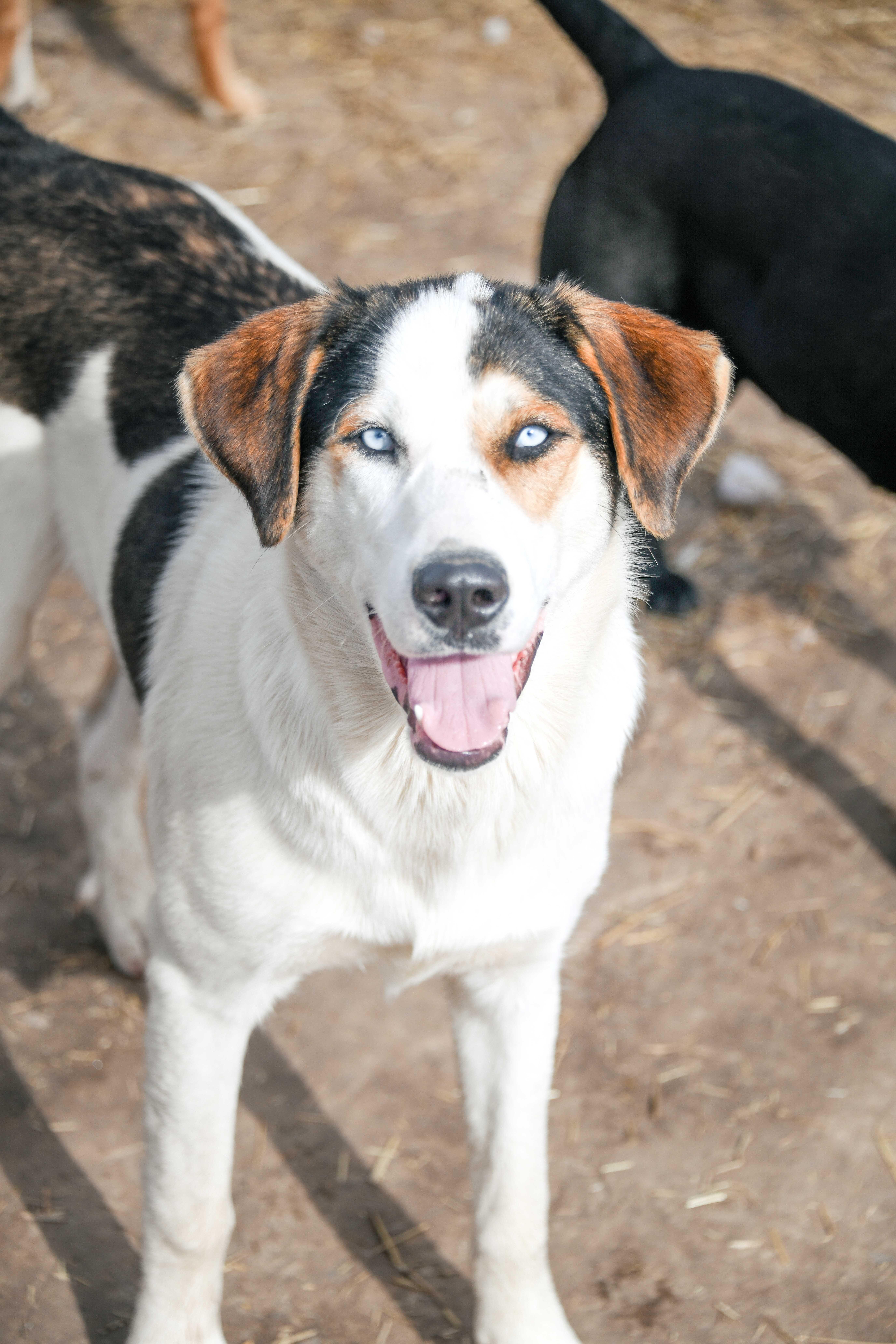 Tony, a Adoptable mixed breed in Tracy City , TN image 2/3