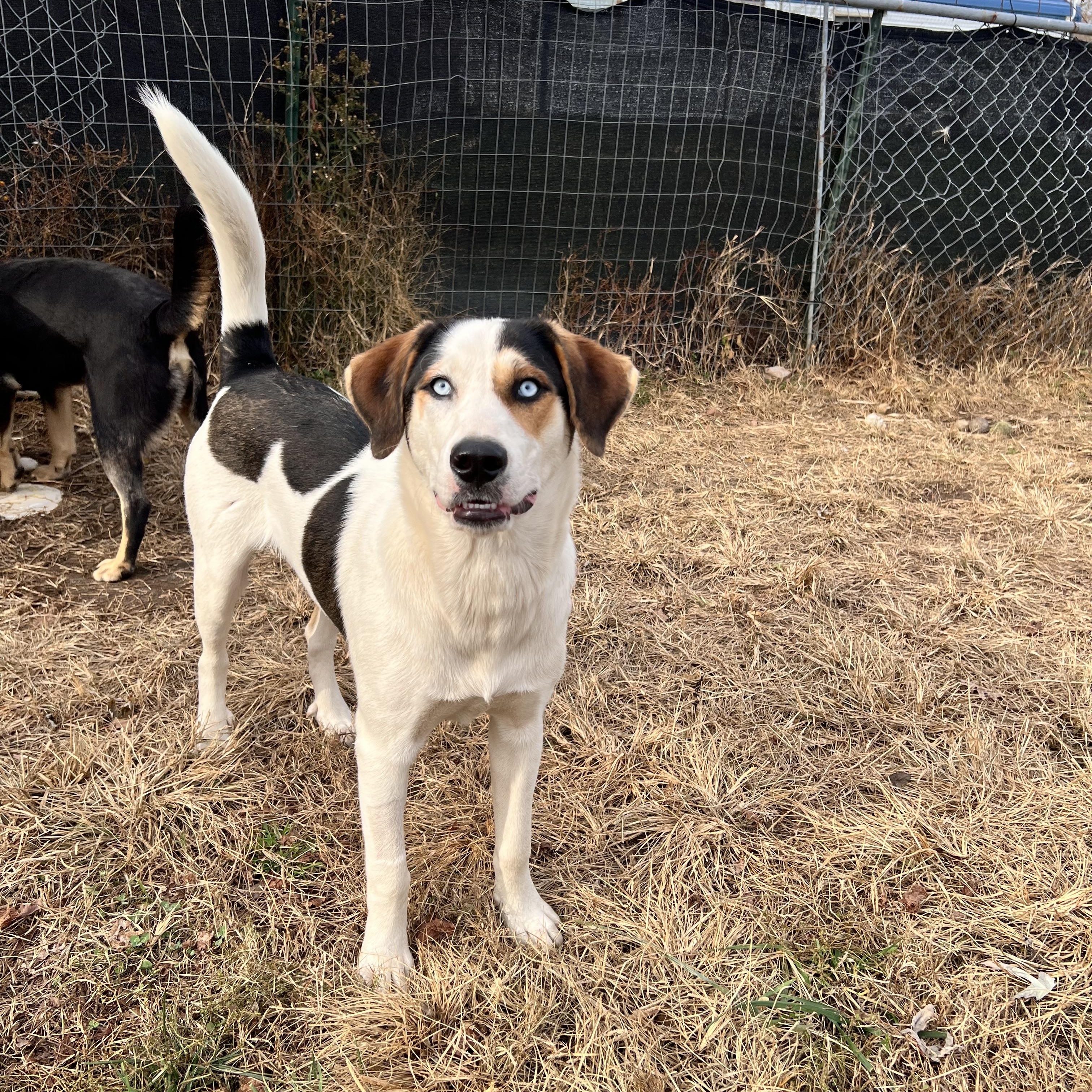 Tony, a Adoptable mixed breed in Tracy City , TN image 3/3