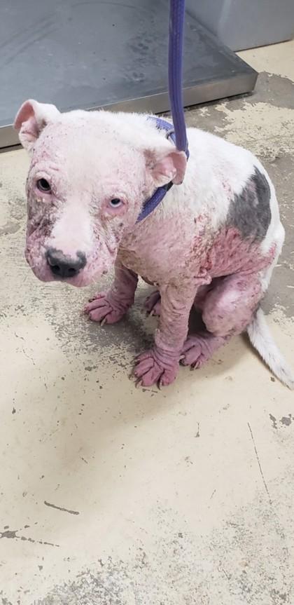 Blake, Adoptable, Puppy Male Pit Bull Terrier & Mixed Breed.